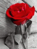 coeur animation